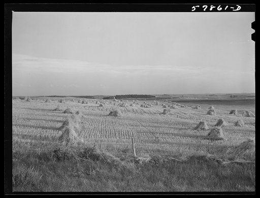 Untitled photo, possibly related to: Stacks of wheat cut with binder and ready to be threshed on farm in Red River Valley, North Dakota