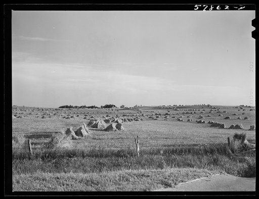 Untitled photo, possibly related to: Stacks of grain near Williston, North Dakota