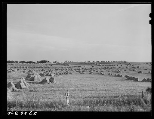 Untitled photo, possibly related to: Stacks of wheat cut with binder and ready to be threshed on farm in Red River Valley, North Dakota