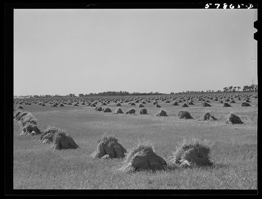 Stacks of wheat cut with binder and ready to be threshed  on a farm in Red River Valley. North Dakota