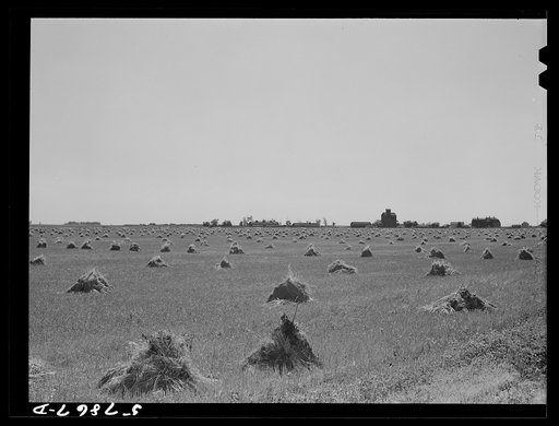 Untitled photo, possibly related to: Stacks of wheat in field with town and grain elevators on distant horizon. Red River Valley. North Dakota