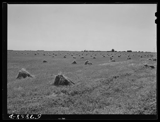 Untitled photo, possibly related to: Stacks of wheat in field with town and grain elevators on distant horizon. Red River Valley. North Dakota