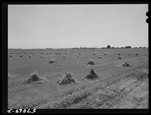 Stacks of wheat in field with town and grain elevators on distant horizon. Red River Valley. North Dakota