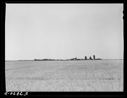 Untitled photo, possibly related to: Field of wheat in Red River Valley, North Dakota