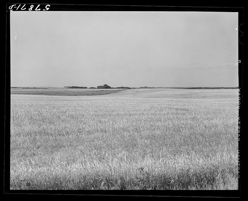 Field of wheat in Red River Valley, North Dakota