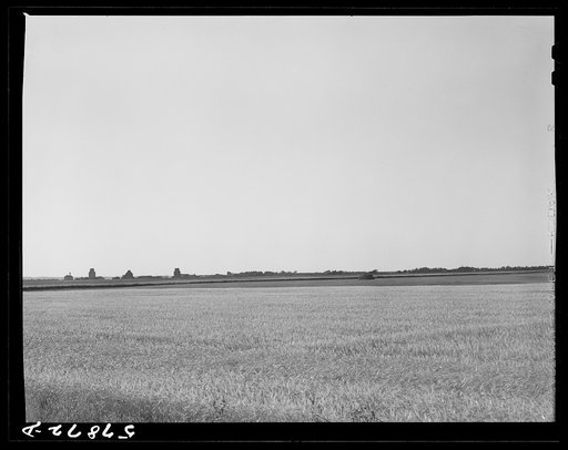 Untitled photo, possibly related to: Field of wheat in Red River Valley, North Dakota