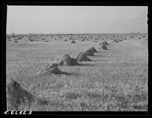 Untitled photo, possibly related to: Stacks of wheat cut with binder and ready to be threshed on a farm in Red River Valley. North Dakota