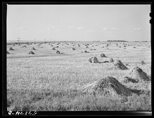Stacks of wheat cut with binder and ready to be threshed on a farm in Red River Valley. North Dakota