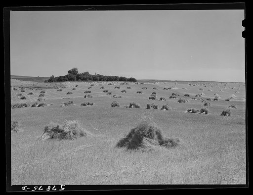 Untitled photo, possibly related to: Stacks of wheat which has been harvested with a binder and is ready for threshing. On farm along highway just south of Madison, Wisconsin