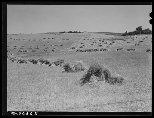 Untitled photo, possibly related to: Stacks of wheat cut with binder and ready to be threshed with farmhouse, barn, silo, and windmill in the background. Red River Valley, North Dakota