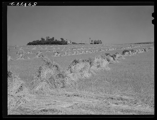 Stacks of wheat cut with binder and ready to be threshed with farmhouse, barn, silo, and windmill in the background. Red River Valley, North Dakota