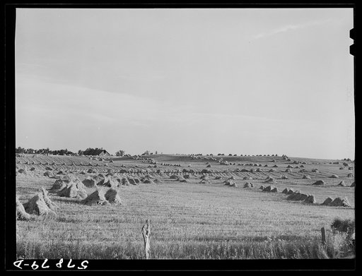 Untitled photo, possibly related to: Stacks of wheat cut with binder and ready to be threshed on a farm in Red River Valley. North Dakota