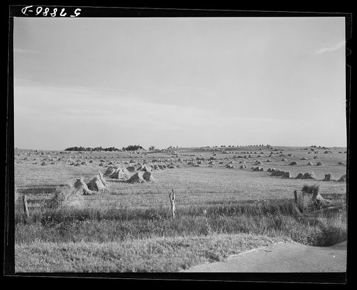 Untitled photo, possibly related to: Stacks of wheat cut with binder and ready to be threshed with farmhouse, barn, silo, and windmill in the background. Red River Valley, North Dakota
