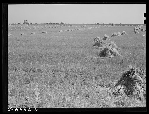 Untitled photo, possibly related to: Stacks of wheat cut with binder and ready to be threshed on a farm in Red River Valley. North Dakota
