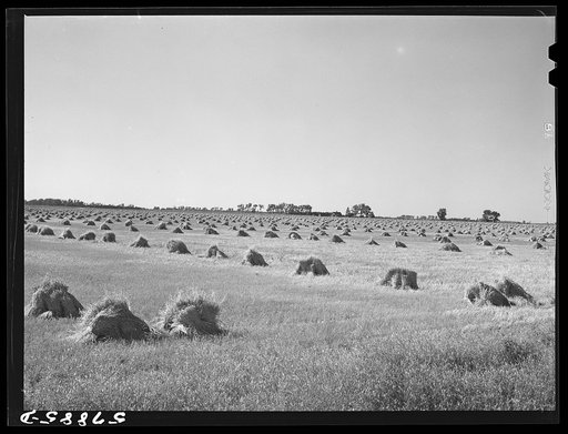 Untitled photo, possibly related to: Stacks of wheat cut with binder and ready to be threshed on a farm in Red River Valley. North Dakota