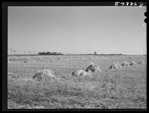 Untitled photo, possibly related to: Stacks of wheat cut with binder and ready to be threshed on a farm in Red River Valley. North Dakota