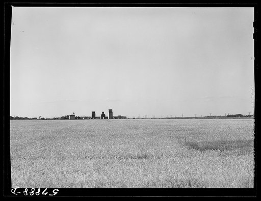 Untitled photo, possibly related to: Field of wheat in Red River Valley, North Dakota