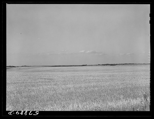 Untitled photo, possibly related to: Field of wheat in Red River Valley, North Dakota