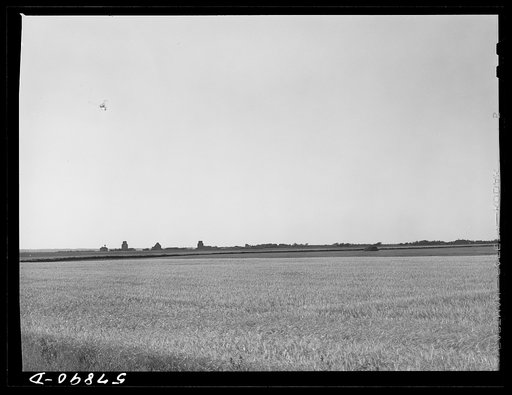 Untitled photo, possibly related to: Field of wheat in Red River Valley, North Dakota