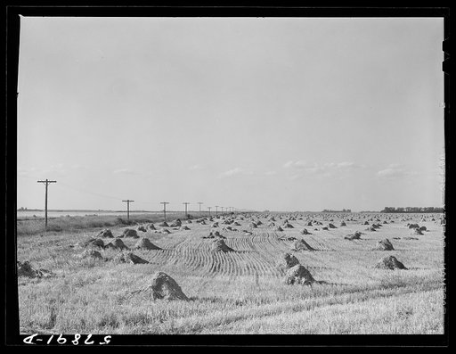 Stacks of wheat cut with binder and ready to be threshed on a farm in Red River Valley. North Dakota