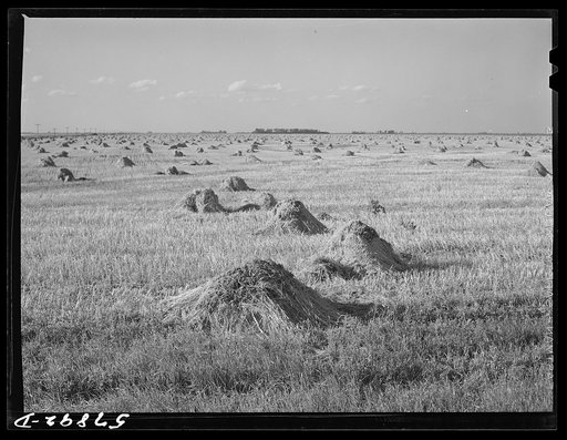 Untitled photo, possibly related to: Stacks of wheat cut with binder and ready to be threshed on a farm in Red River Valley. North Dakota