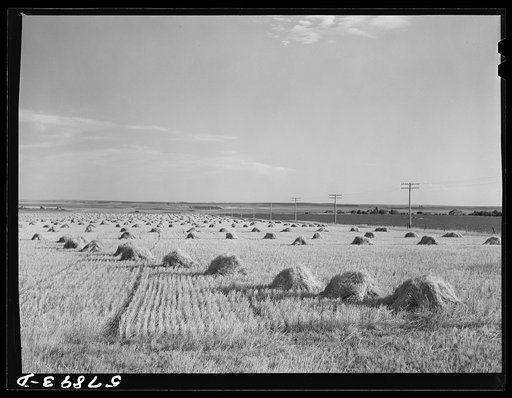 Stacks of wheat in field near Williston, North Dakota