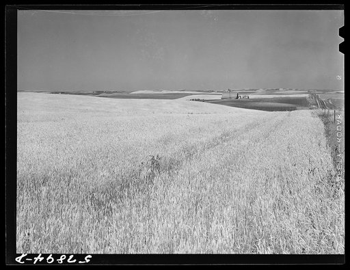 Wheat fields and ranch buildings near Williston, North Dakota