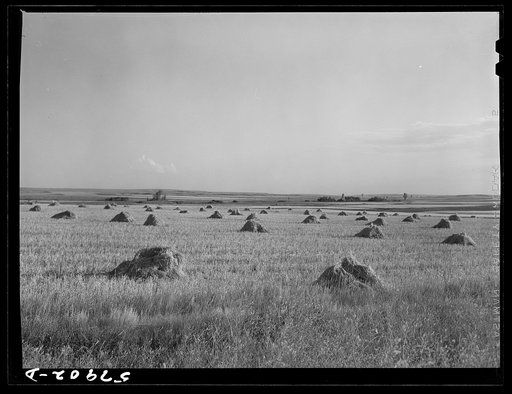 Stacks of grain near Williston, North Dakota