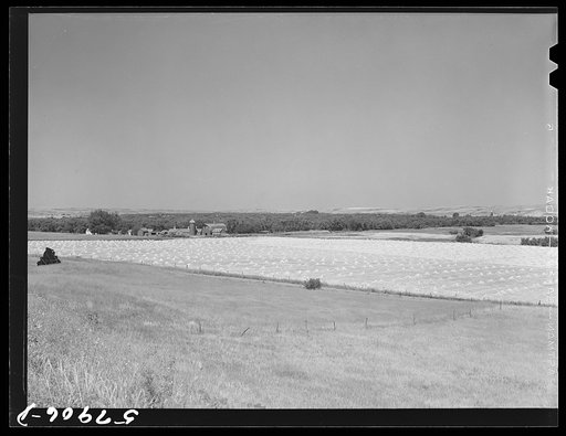 Wheat field and ranch buildings near Minot, North Dakota