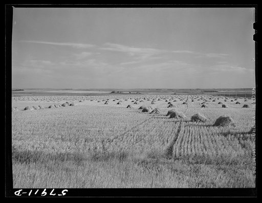 Untitled photo, possibly related to: Stacks of wheat in field near Williston, North Dakota