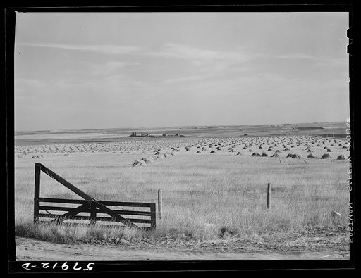 Wheat fields, fence, and ranch buildings near Williston, North Dakota