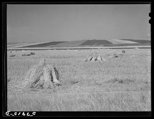 Stacks of wheat and strip cropping near Williston, North Dakota
