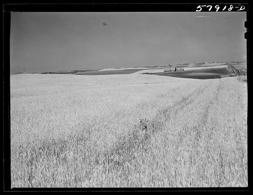 Untitled photo, possibly related to: Wheat fields and ranch buildings near Williston, North Dakota