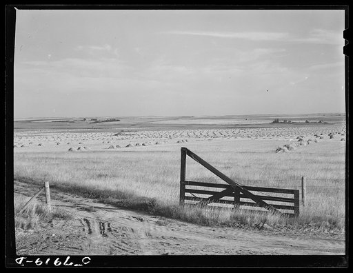Wheat fields, fence, and ranch buildings near Williston, North Dakota
