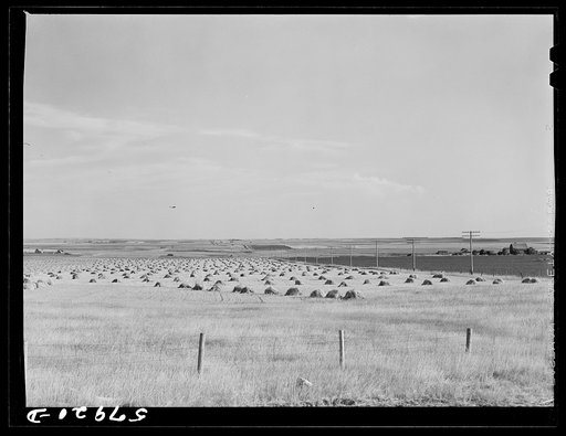 Stacks of wheat in field near Williston, North Dakota
