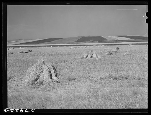 Untitled photo, possibly related to: Stacks of wheat and strip cropping near Williston, North Dakota