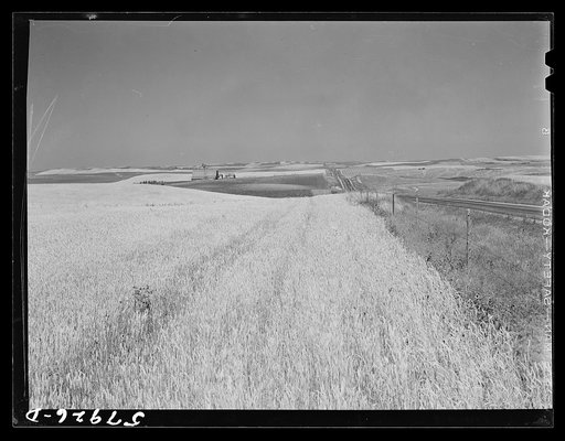 Untitled photo, possibly related to: Wheat fields and ranch buildings near Williston, North Dakota