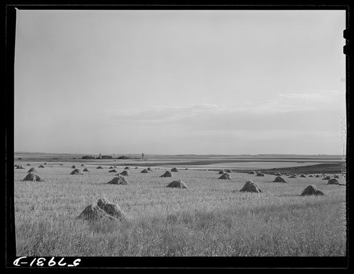 Untitled photo, possibly related to: Stacks of grain near Williston, North Dakota