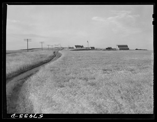 Wheat field and ranch buildings near Williston, North Dakota