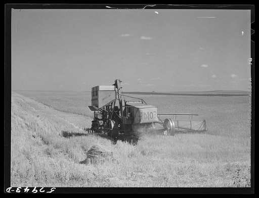 Harvesting wheat with combines on Schnitzler Corporation ranch, Froid, Montana.  There are about 2800 acres on this part of the ranch and they are getting over forty bushels to the acre. It is one of the largest wheat ranches in the West