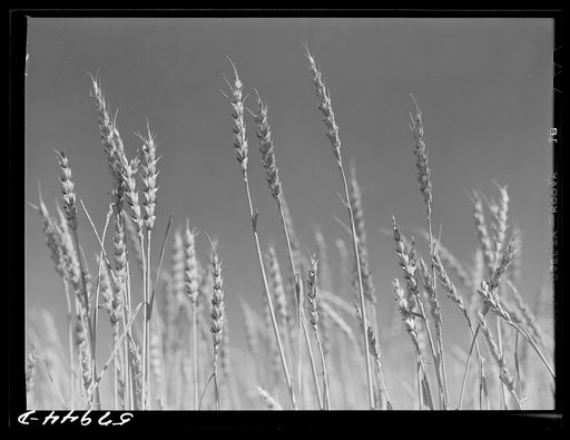 Wheat field on the Schnitzler Corporation ranch. Froid, Montana