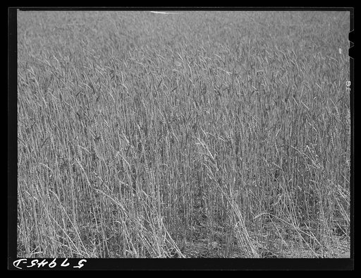 Wheat field on the Schnitzler Corporation ranch. Froid, Montana