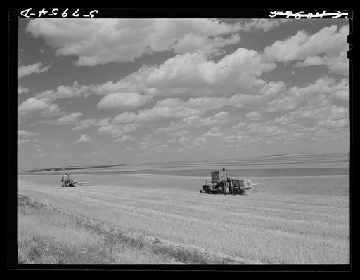 Harvesting wheat with combines on Schnitzler Co. ranch, Froid, Montana.  There are about 2800 acres on this part of the ranch and they are getting over forty bushels to the acre. It is one of the largest wheat ranches in the West