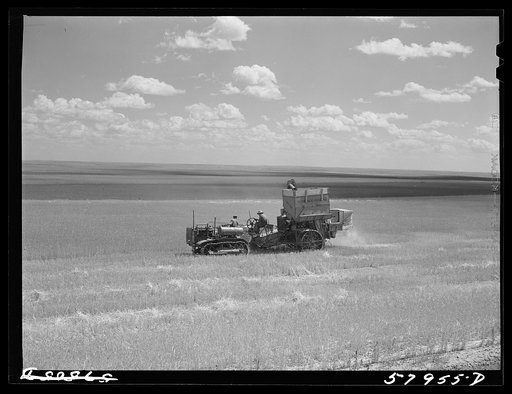 Harvesting wheat with combines on Schnitzler Corporation ranch, Froid, Montana. There are about 2800 acres on this part of the ranch and they are getting over forty bushels to the acre. It is one of the largest wheat ranches in the West