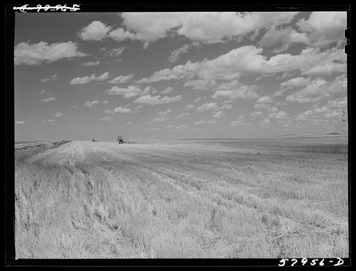 Untitled photo, possibly related to: Harvesting wheat with combines on Schnitzler Corporation ranch, Froid, Montana. There are about 2800 acres on this part of the ranch and they are getting over forty bushels to the acre. It is one of the largest wheat ranches in the West