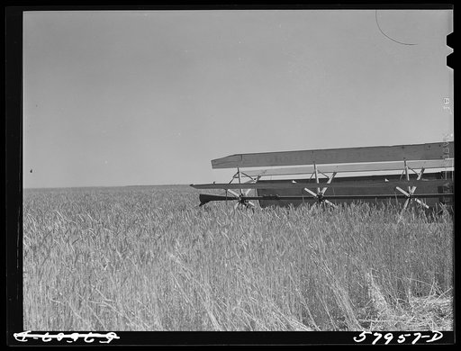 Harvesting wheat with combines on Schnitzler Corporation ranch, Froid, Montana. There are about 2800 acres on this part of the ranch and they are getting over forty bushels to the acre. It is one of the largest wheat ranches in the West