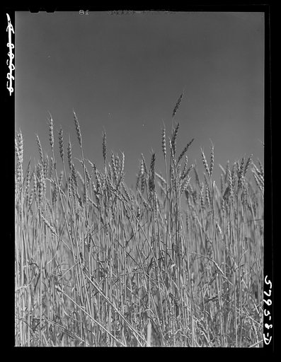 Wheat field on the Schnitzler Corporation ranch. Froid, Montana