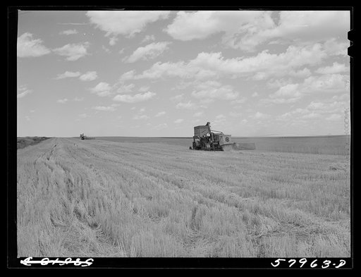 Untitled photo, possibly related to: Harvesting wheat with combines on Schnitzler Corporation ranch, Froid, Montana. There are about 2800 acres on this part of the ranch and they are getting over forty bushels to the acre. It is one of the largest wheat ranches in the West