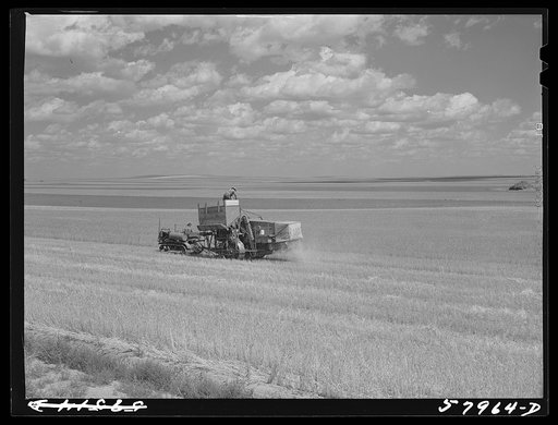 Harvesting wheat with combines on Schnitzler Corporation ranch, Froid, Montana. There are about 2800 acres on this part of the ranch and they are getting over forty bushels to the acre. It is one of the largest wheat ranches in the West