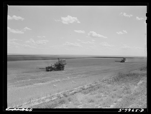 Untitled photo, possibly related to: Harvesting wheat with combines on Schnitzler Corporation ranch, Froid, Montana. There are about 2800 acres on this part of the ranch and they are getting over forty bushels to the acre. It is one of the largest wheat ranches in the West